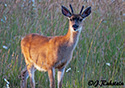 Odocoileus hemionus